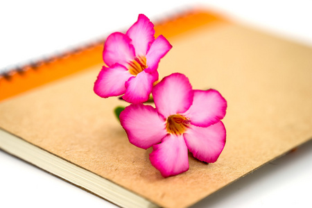 粉红色的花上棕色的书