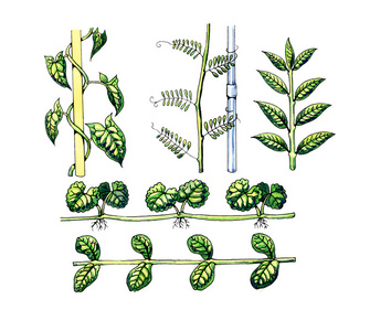 类型和叶子的形状。植物学