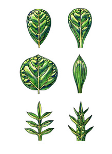 类型和叶子的形状。植物学
