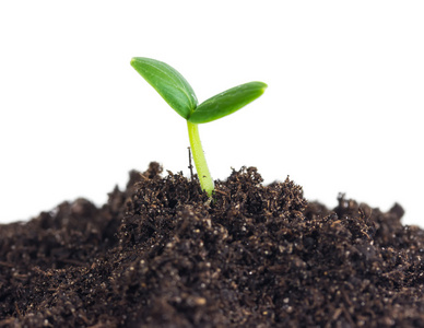 土壤苗图片-土壤苗素材-土壤苗插画-摄图新视界