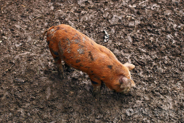 可爱的脏仔猪在农场