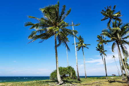 椰子树下灿烂的阳光和风的日子里，在海滩附近