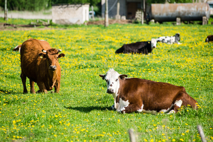 农场奶牛在农场附近草地上休息