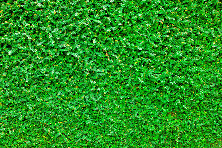 绿色的树叶墙背景