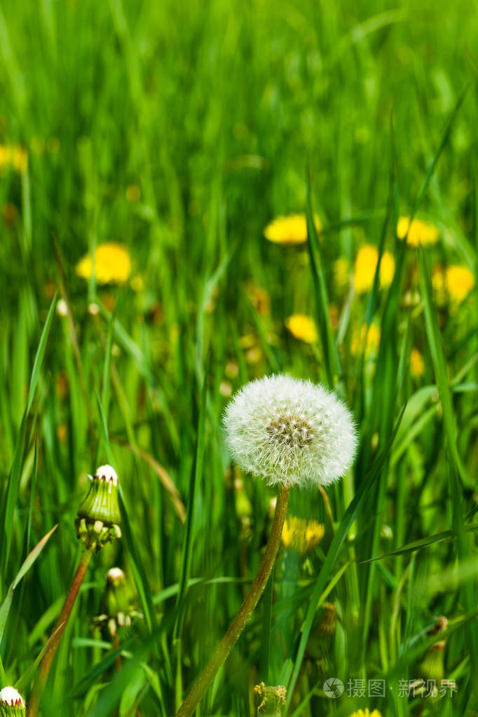 在阳光明媚的夏日开花蒲公英