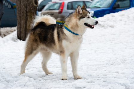 阿拉斯加雪橇犬在雪中