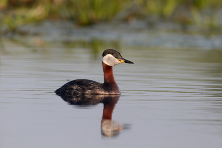 红颈鸊鷉，Podiceps grisegena