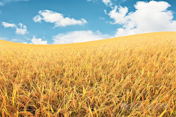 稻田照片-正版商用图片0crn81-摄图新视界