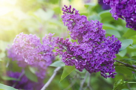 紫丁香鲜花背景