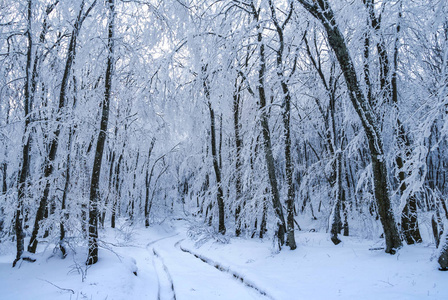 安静的冬天大雪森林