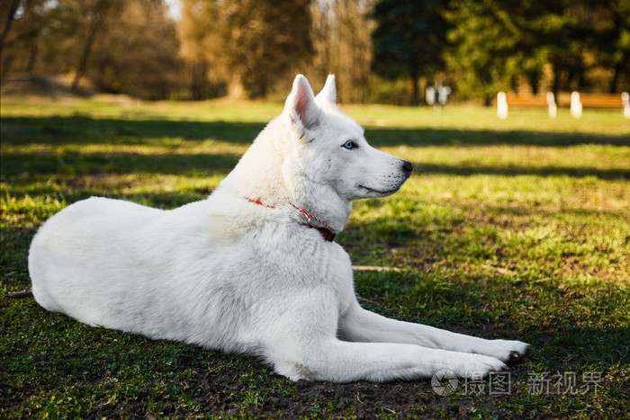 纯种白色哈士奇