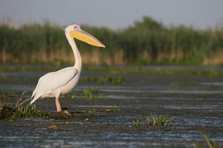 胭脂虫大白鹈鹕,国鸟胭脂虫栎照片