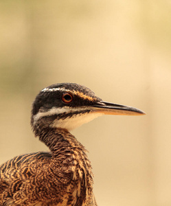 优雅的凤头的 tinamou Eudromia 线虫线虫