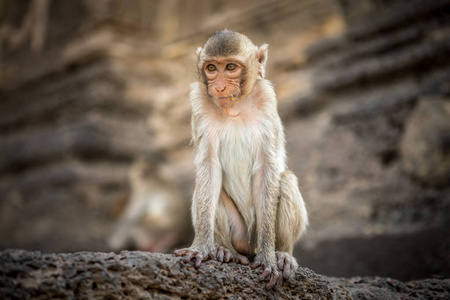 在泰国的小猴子图片