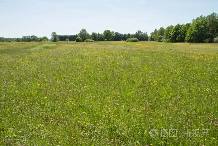 野生花卉在一片草地