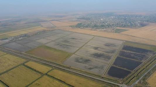 在洪水泛滥的田地里种植大米。地里的熟米, 收割的开始。鸟瞰图