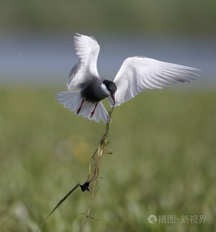 胡子与眼镜燕鸥，chlidonias 叶菊