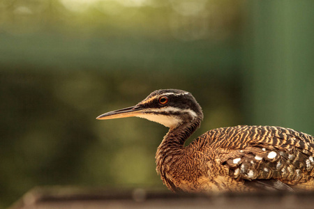 优雅的凤头的 tinamou Eudromia 线虫线虫