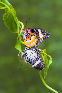 在大自然中只美丽的蝴蝶