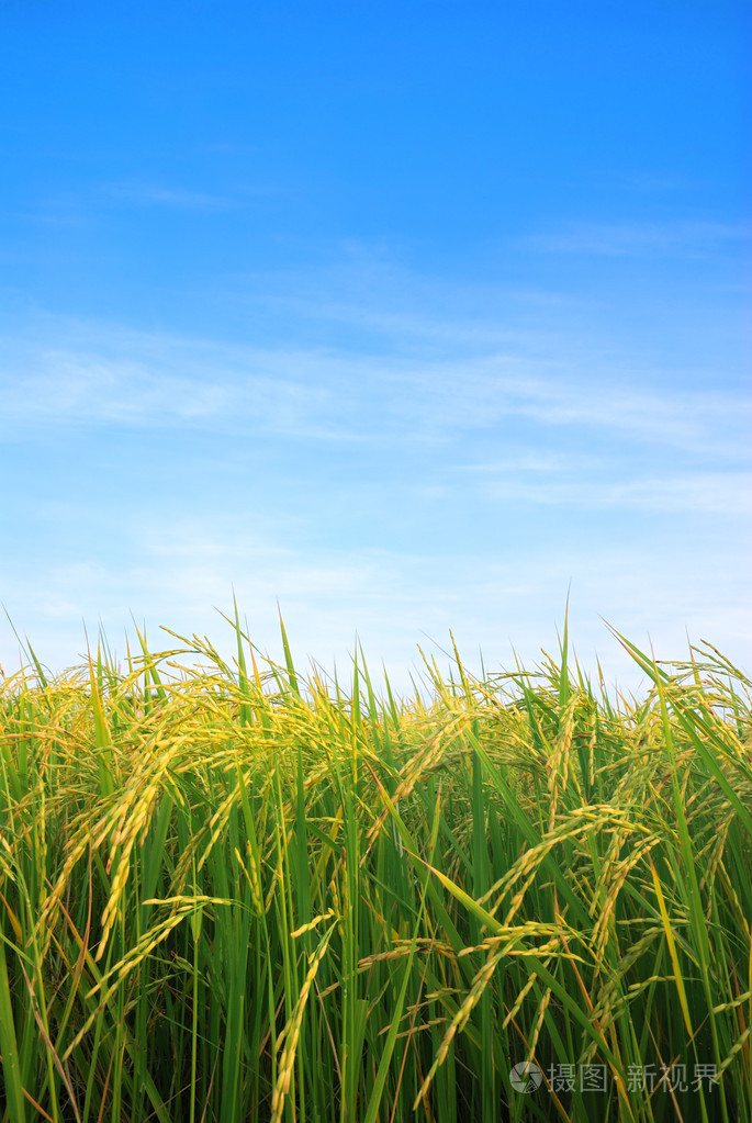 稻田照片-正版商用图片0crt8e-摄图新视界