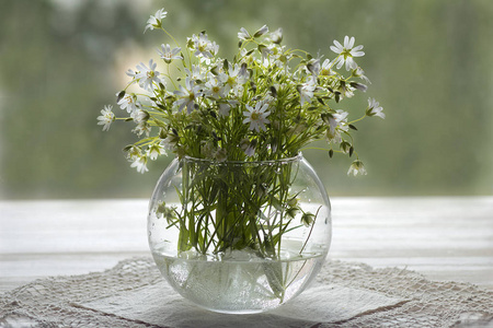 静物与在窗户上的玻璃花瓶中的雏菊