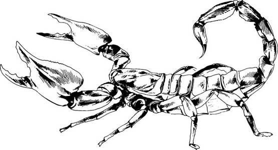 带白色的背景上手工绘制在油墨有毒刺前锋蝎子照片