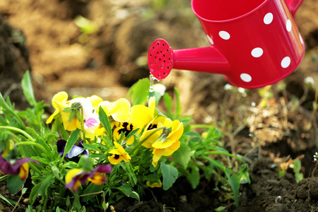 温暖浇水女手中粉红色手套给花儿浇水,特写照片