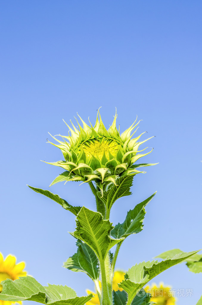 关闭了图像的太阳花