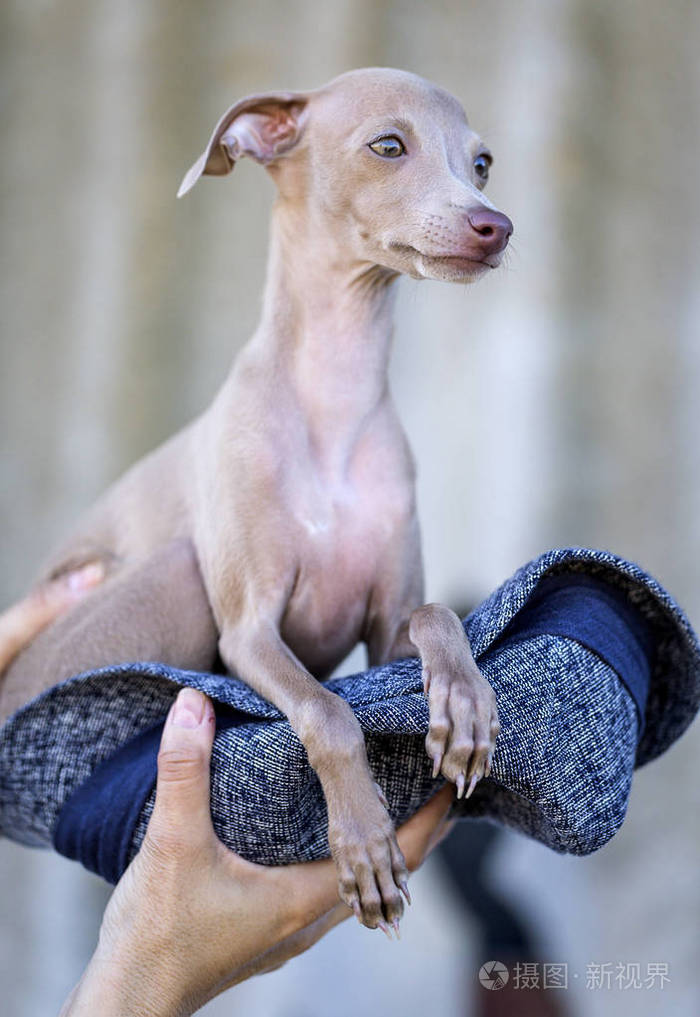 意大利灵缇的小狗的肖像