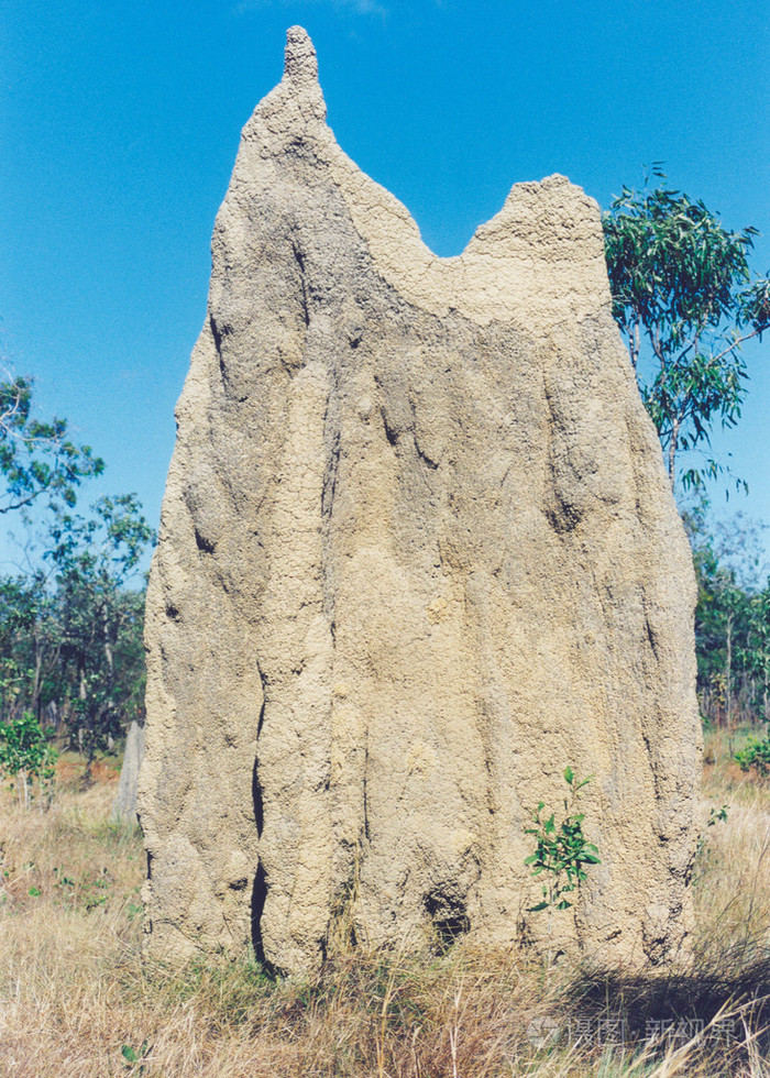 termit 丘