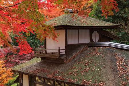 秋叶在日本横滨三溪园，横滨市神奈川县