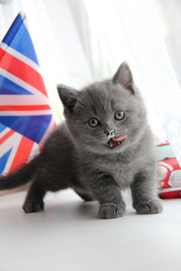 漂亮的小猫。 毛茸茸的朋友。 温顺的英国小猫。 苏格兰威士忌