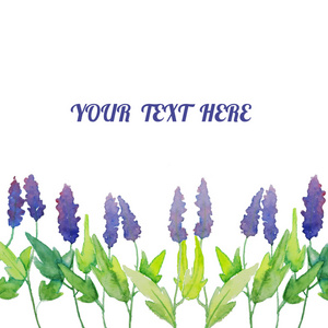 丹参鼠尾草图片