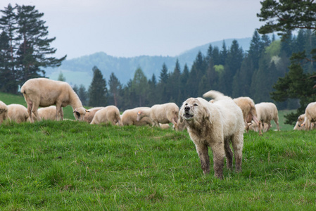 传统的羊放牧对波兰山脉丘陵