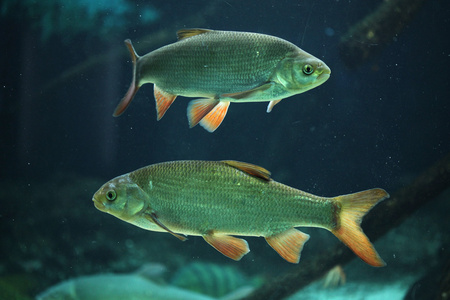 红腹食人鱼(蟒蛇)红怪鱼卡通小红蝎子鱼(蝎子)泰国红暹罗斗鱼的动人