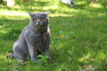 毛茸茸的朋友. 温顺的英国小猫. 苏格兰威士忌照片