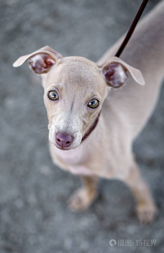 意大利灵缇的小狗的肖像