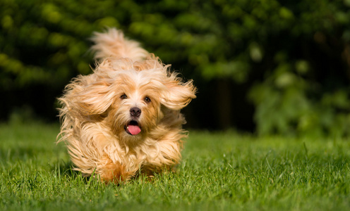 快乐的橙色哈凡尼犬在草地上朝镜头奔跑