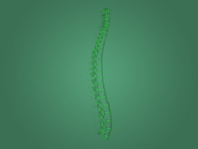 X线脊柱解剖