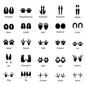 猫狮子,老虎,熊,狗,牛,猪,象马等.