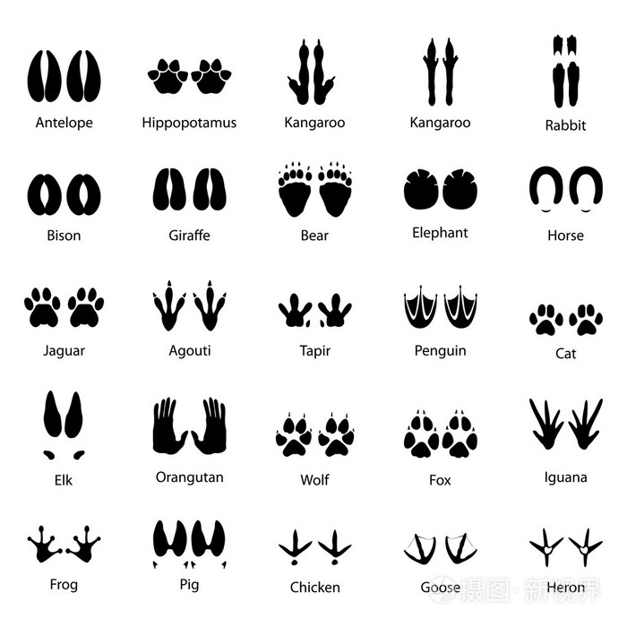 组的动物和鸟类,矢量图的痕迹插画-正版商用图片0csggf-摄图新视界