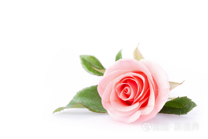 白色背景上的粉红色玫瑰花