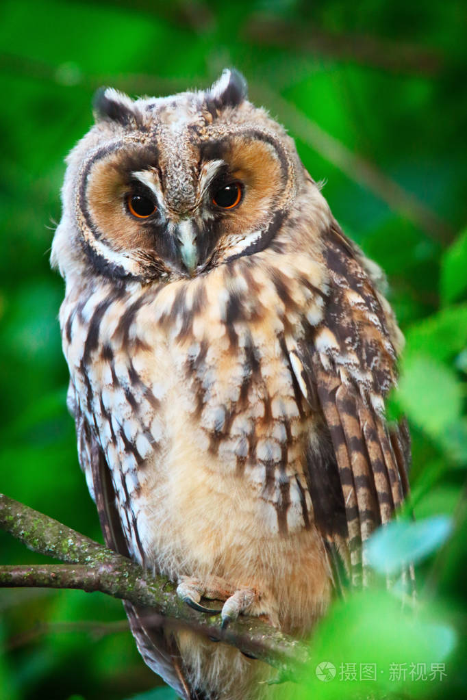 长耳猫头鹰owlet