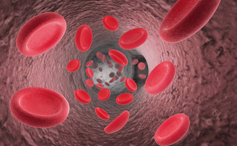 红血细胞红细胞在动脉或毛细血管通透的内部照片