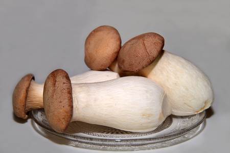 蚝菇王属于家庭的牡蛎蘑菇