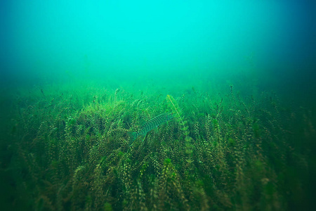 海底美丽的海藻