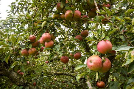 苹果园。一排排的树，树下地面的果实