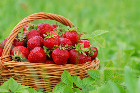夏季新鲜浆果照片