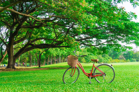 在花园的绿草坪上的红色自行车