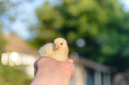 鸣人纲手搞鸡图片